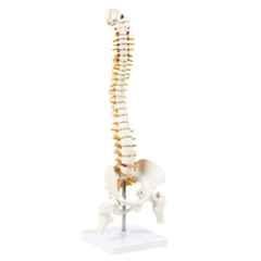 WKM 21 inch Tall Human Vertebral Column Anatomy Spine Model for Chiropractor & Osteopath