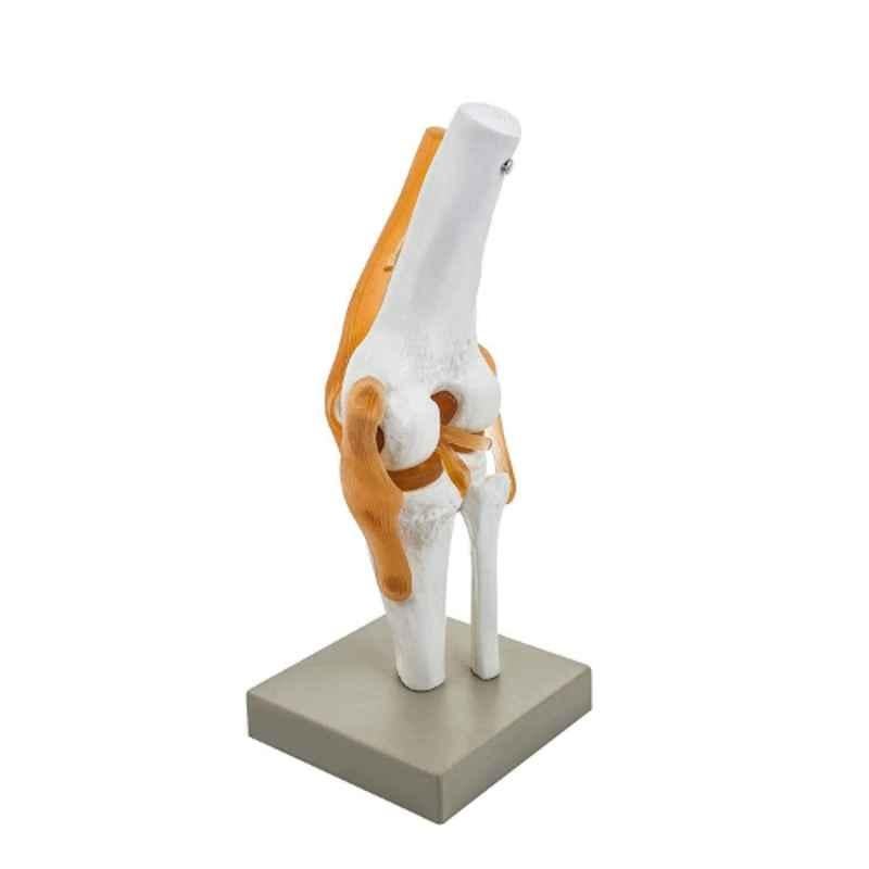 BEXCO 12.6 inch Articulated Anatomical Orthopaedic Human Knee Joint with Flexible Ligaments