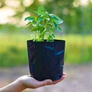 Go Garden 8x12 inch Polyethylene Black UV Protected Poly Grow Nursery Plant Bag (Pack of 50)
