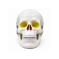 Harrison Enterprises Plastic Human Skull Anatomy Model