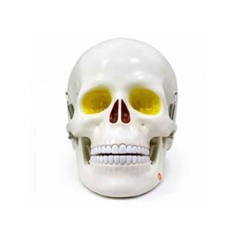 Harrison Enterprises Plastic Human Skull Anatomy Model