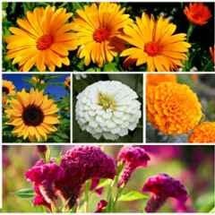 Only For Organic 50g 5 Varieties Flower Seeds for Home Gardening, OFOFLR05