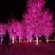 Ever Forever 10m Pink LED Pixel String, PKPIXSTRG10M1PC