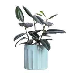Ugaoo Large Ceramic Sage Green Blushing Sun Planter, NUCP1187