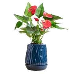 Ugaoo Small Ceramic Coral Fallen Angel Planter, NUCP0968