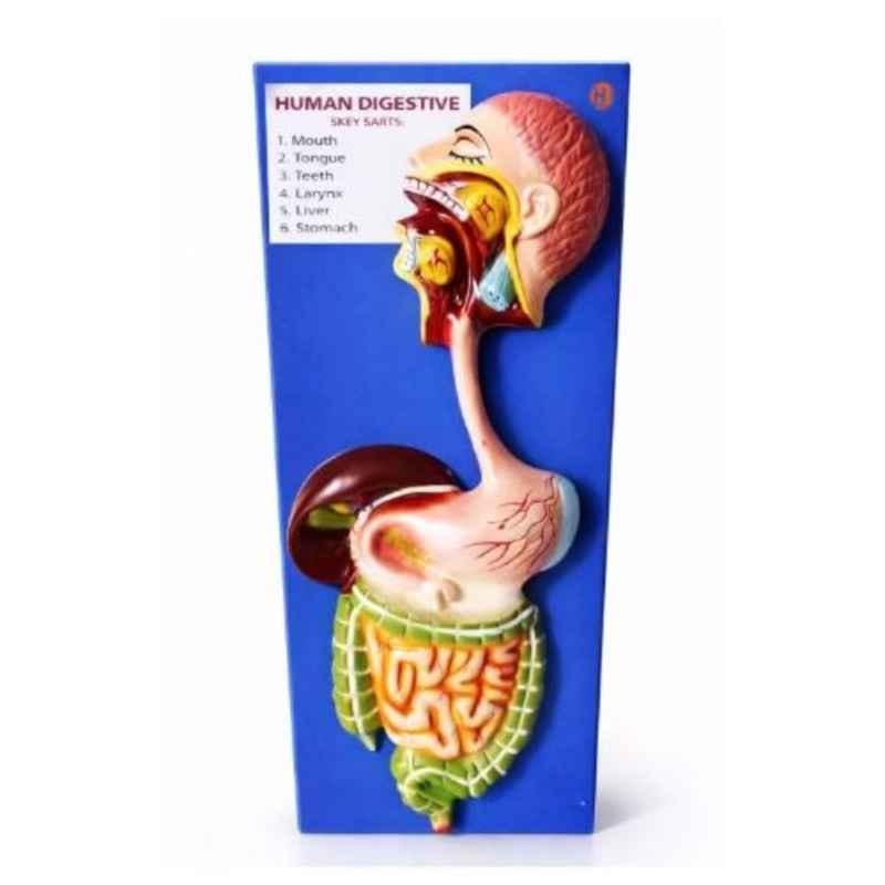 Harrison Enterprises Plastic Human Digestive System Model