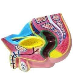 BNR Exports Wooden Base Male Reproductive System Model, BNRMG4
