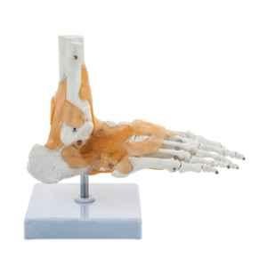 Budget Foot and Ankle Joint Model