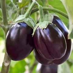 Only For Organic 50g Brinjal Seeds