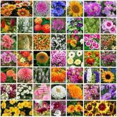 Only For Organic 50g 45 Varieties Flower Seeds