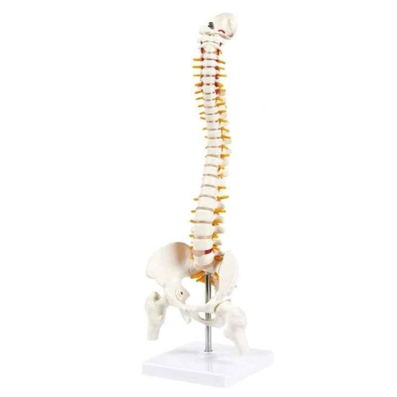 WKM 45cm Tall Human Vertebral Column Anatomy Spine Model for Chiropractor & Osteopath