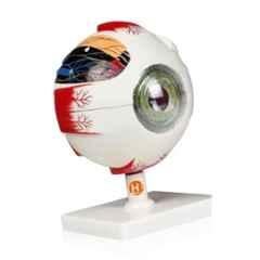 Harrison Enterprises Plastic Human Eye Anatomy Model