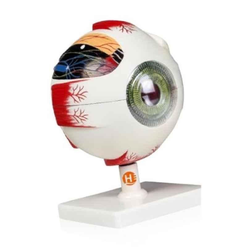 Harrison Enterprises Plastic Human Eye Anatomy Model