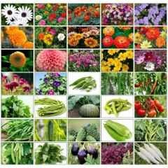 Only For Organic 50g Flower & Vegetable Mixed Seeds, OFOMXVF40 (Pack of 40)