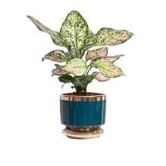 Ugaoo 5 inch Ceramic Dark Teal Aurelius Prism Pot, NUCP1155