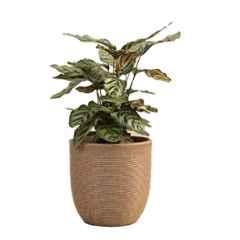 Ugaoo Small Brown Short Stone Milano Planter, NUHP0006