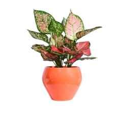 Ugaoo 5 inch Ceramic Rose Aurelius Prism Pot, NUCP1148