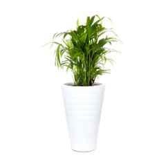 Blume Colosseum 22 inch White Plastic Flower Pot