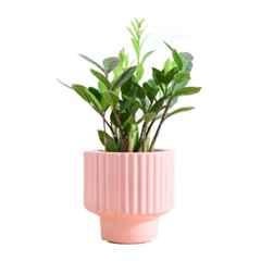 Ugaoo Medium Ceramic Coral Pink Blushing Sun Planter, NUCP1277