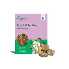 Ugaoo 100g Flower Calla Lily Royal Valentine Bulbs, NUFBO090