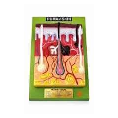 Harrison Enterprises Plastic Human Skin Anatomy Model