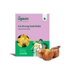 Ugaoo 100g Flower Iris Strong Gold Bulbs, NUFBO031