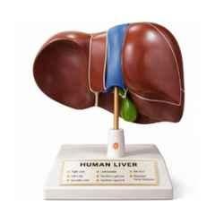 Harrison Enterprises Human Liver Anatomy Model with Stand
