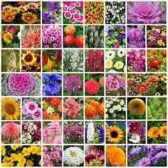 Only For Organic 50g 50 Varieties Flower Seeds for Home Gardening, OFOFLR50