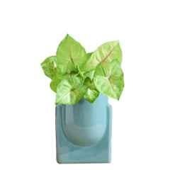 Ugaoo Ceramic Dark Green Tulip Fantasy Bowl Planter, NUCP0834