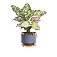 Ugaoo Extra Small Ceramic Grey Tulip Fantasy Planter, NUCP0801